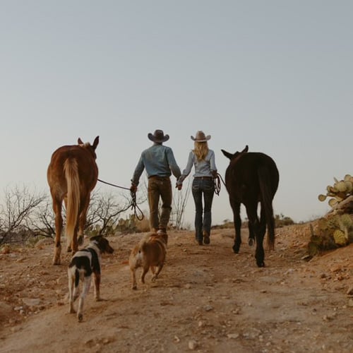 Showing couple with mules and dogs